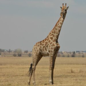 Bongani Mabaso Eco Park